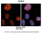 KLHL3 antibody - N-terminal region